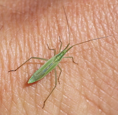 Megaloceroea recticornis