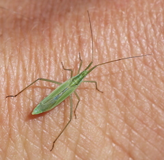 Megaloceroea recticornis