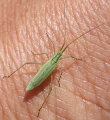 Megaloceroea recticornis