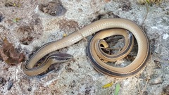 Coniophanes schmidti