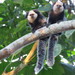 Atlantic Marmosets - Photo (c) Flávio Mendes, some rights reserved (CC BY-NC), uploaded by Flávio Mendes