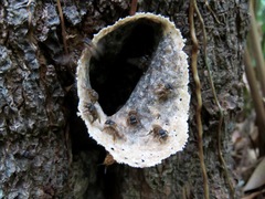 Scaptotrigona xanthotricha