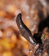 Xylaria castorea