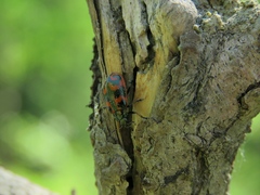 Chrysomela lapponica