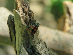 Chrysomela lapponica