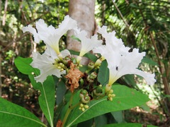 Cordia taguahyensis