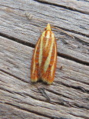 Sparganothis tristriata