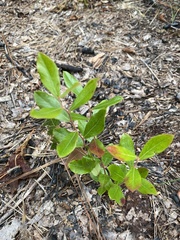 Vaccinium tenellum