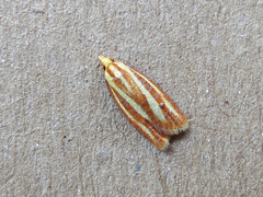 Sparganothis tristriata