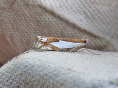 Crambus bidens