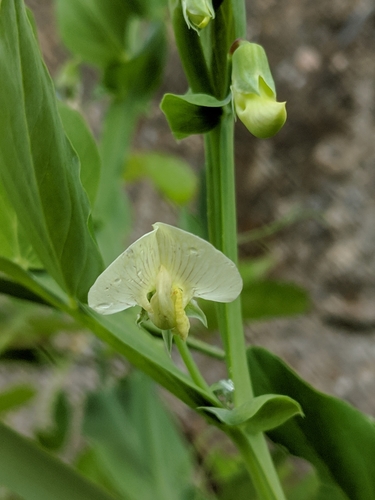 Lathyrus ochrus iNat (3)
