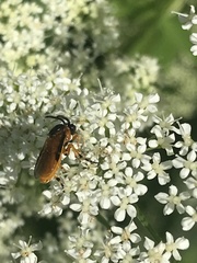 Athalia rosae