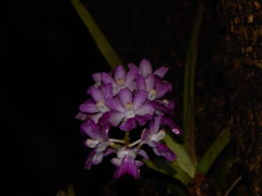 Aerides maculosa