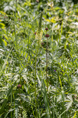 Pedicularis incarnata