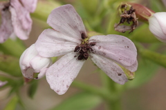 Microbotryum saponariae