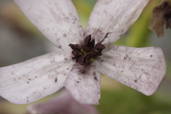 Microbotryum saponariae