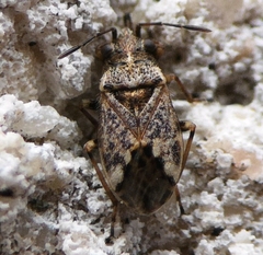 Nysius huttoni