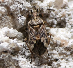 Nysius huttoni