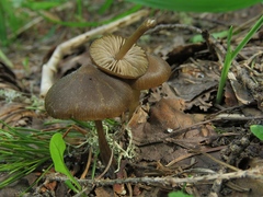 Strobilurus esculentus