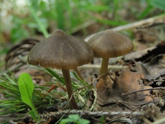 Strobilurus esculentus