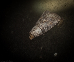 Calathusa hypotherma