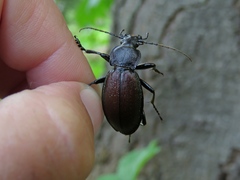 Morphocarabus