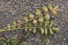 Phragmidium sanguisorbae