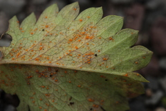 Phragmidium sanguisorbae
