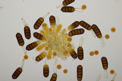 Phragmidium sanguisorbae