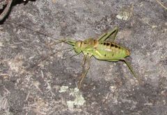 Neocallicrania miegii