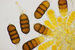 Phragmidium sanguisorbae