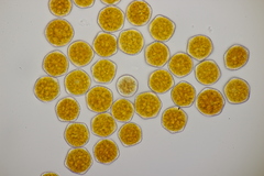 Phragmidium sanguisorbae