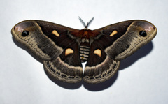 Hyalophora columbia