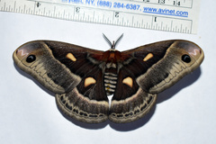 Hyalophora columbia