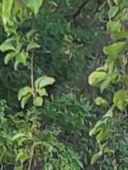 Dumetella carolinensis