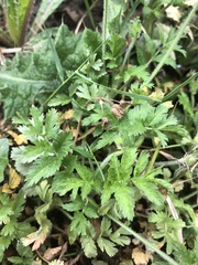 Erodium moschatum