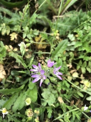 Erodium moschatum