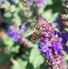 Episyrphus balteatus