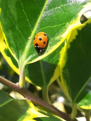 Coccinella septempunctata