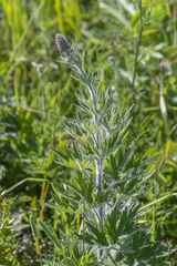 Delphinium retropilosum