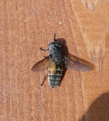 Hybomitra bimaculata