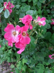 Rosa