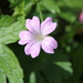 Druce's Crane's-Bill - Photo (c) Léna, some rights reserved (CC BY)