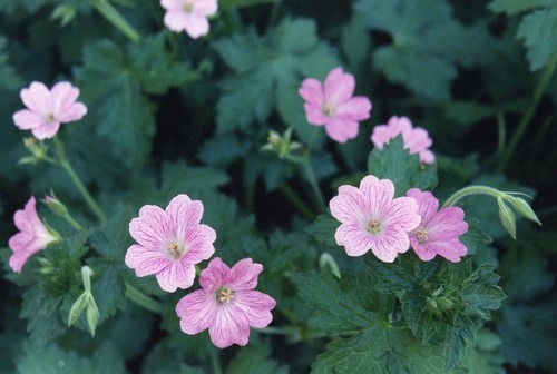 Druce's Crane's-bill