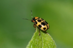 Cryptocephalus decemmaculatus