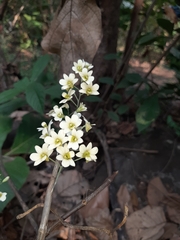 Dendrobium ovatum