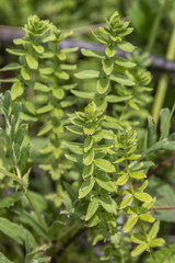 Cruciata glabra krylovii