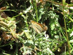 Thymelicus sylvestris