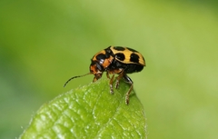 Cryptocephalus decemmaculatus