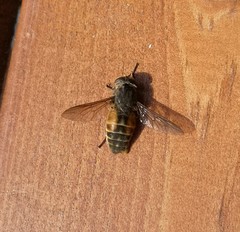 Hybomitra bimaculata